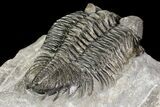 Coltraneia Trilobite Fossil - Huge Faceted Eyes #75453-5